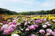 春のバラ園巡り：東京・埼玉・栃木・神奈川で見頃の名所を紹介