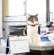 福島の運送会社が保護猫姉妹を飼育、社員の癒やしに 殺処分ゼロへ願い込め