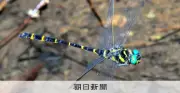 奄美・沖縄で新種トンボ「アマミオニヤンマ」発見 青い眼が特徴、独自進化を遂げる