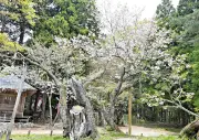 福島県、除染土壌の中間貯蔵施設への搬入完了を発表 最終処分場の議論本格化へ