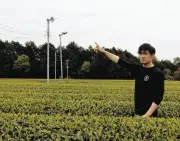 静岡で金属盗被害拡大、茶農家が防霜ファンの銅線盗難に悲痛な訴え「泣き寝入りの状況」