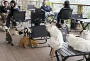 中国でペット飼育放棄が深刻化、犬猫９千万匹　保護に本腰を入れる動き