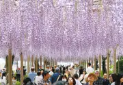 紫色のカーテンが出現！愛知・江南市の曼陀羅寺公園で藤の花見頃