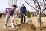 中国、大規模植樹推進へ　花粉症の住民ら悲鳴「もう植えないで」
