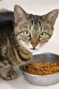 猫の食べむら、匂いが鍵？ 岩手大実験で明らかに
