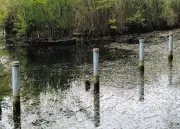 善福寺公園の池の水位低下、原因は外来スイレンの抜根作業 温暖化で繁殖加速