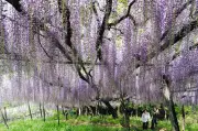 群馬・富岡「くろさわ藤園」でナイアガラの藤が見頃 圧巻の美しさ