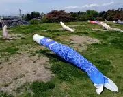 須賀川市の翠ケ丘公園でこいのぼり掲揚、春の風物詩が代替開催