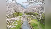 山口県で桜が満開、一の坂川や瑠璃光寺五重塔が春の彩りでにぎわう