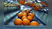 初夏の味覚「南津海」出荷開始 愛知・美浜町で濃厚な甘みのかんきつ