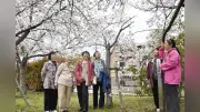 阪神大震災で亡くなった夫婦の「生きた証し」の桜が満開 遺族らが故人をしのぶ