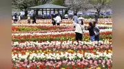 千葉・柏のあけぼの山農業公園でチューリップが満開、カラフルな花のじゅうたんが広がる