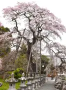 福島県の新たな観光戦略、伝統文化と自然を融合した地域活性化プロジェクト始動