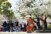 大阪・造幣局で高齢者向け「特別観桜会」開催、一足早く春の桜を満喫