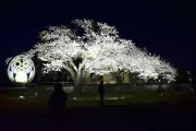 旧双葉町図書館前のソメイヨシノ、最後のライトアップで静かに照らされる