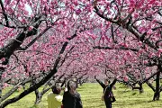 福島県の新たな観光戦略、地域活性化へ向けた取り組みを強化