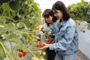 川崎でイチゴ狩り最盛期 摘みたての甘さを家族連れが堪能