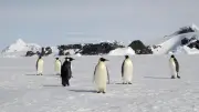 コウテイペンギンが絶滅危惧種に指定、海氷減少で危機的状況に