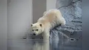男鹿水族館でホッキョクグマの子グマ公開、プールから自力で脱出する姿に来場者感動