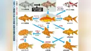金魚の多様性の秘密、染色体倍増で解明 ゲノム研究が品種改良に新たな光