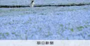 一面の青いじゅうたん 国営ひたち海浜公園でネモフィラ満開 来場者でにぎわう