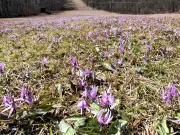 福島県で新たな避難指示解除へ 復興庁が特定復興再生拠点区域の整備計画を発表