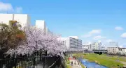 横浜・柏尾川の桜並木を次世代へ 戸塚区がCF型ふるさと納税で保全事業 目標700万円