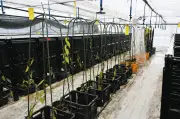 三重県で熱帯植物バニラの栽培が始動！IT企業と食品会社がスマート農業で挑戦
