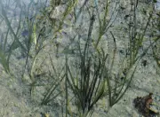 元Jリーガー水内猛との思い出 洗足池での手こぎボートデート