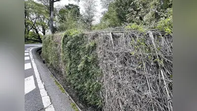 桂離宮「桂垣」存亡の危機、120年周期のはずが6年で開花枯死
