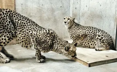 群馬サファリパークにチーター2頭が仲間入り、保全活動に貢献
