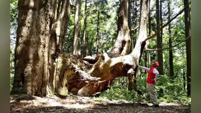 豪雨被災の戸沢林道が約2年ぶり開通　幻想の森の巨木が再び