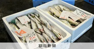 石狩挽歌で消えた北海道ニシン、30年の回復努力も昨年から減少続く