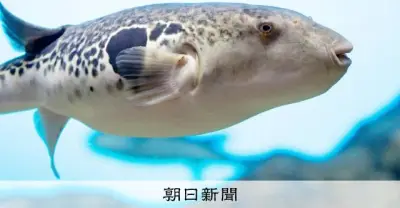 猛毒フグを人はいつ食べ始めたのか？縄文時代の骨が示す起源と禁止の歴史
