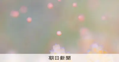 夜の海中にピンク色の卵が広がる 石垣島でサンゴの産卵を確認