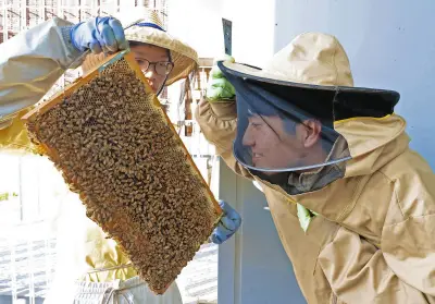 ミツバチの触覚が栄養交換の引き金に、高校生が常識覆す発見　国際コンテストへ