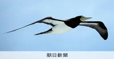カツオドリ、漁師の目印から転身？船を利用した狩りを発見