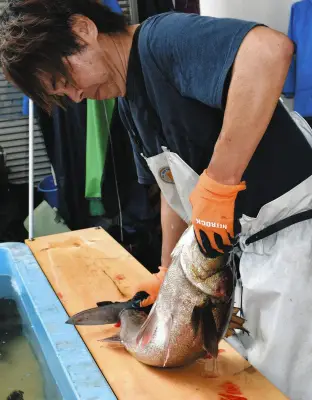 スズキの「瞬〆」達人が技を披露、船橋漁港で水揚げ本格化