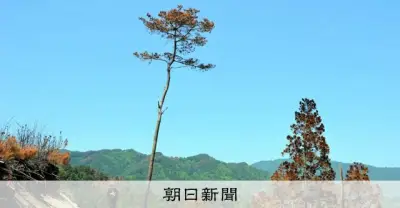 岩手・大槌の山火事跡に一本松、陸前高田の「奇跡の一本松」に似た姿