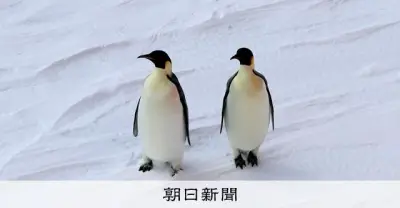 コウテイペンギンの特別保護種指定、中ロ反対で見送り 南極条約会議閉幕