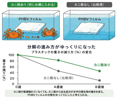 カニ殻で海洋生分解性プラスチックの寿命制御、群馬大などが新技術