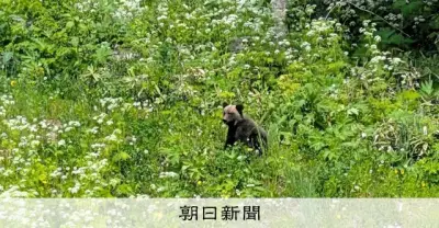 スキージャンプ台にヒグマ出没、緊急銃猟で駆除 北海道士別市