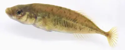 希少淡水魚「ムサシトミヨ」を新種として正式記載　鹿児島大など研究チーム