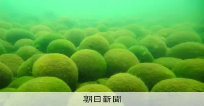 特別天然記念物「阿寒湖のマリモ」、温暖化で氷減少が生存脅かす可能性