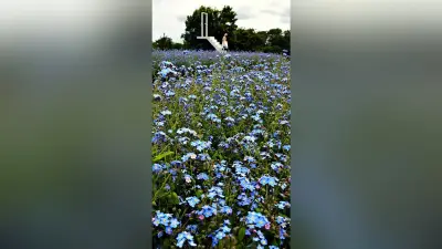 琵琶湖一望の山でワスレナグサ見頃　青い花と絶景が写真映え