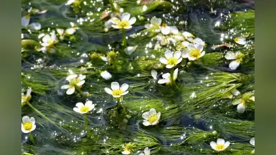 兵庫・多可町の農業用水路でバイカモが見頃、清流に白い花が涼しげ