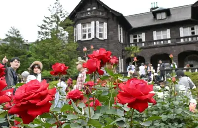 GW最終日、旧古河庭園でバラ見頃 84種が咲き誇る 東京都北区