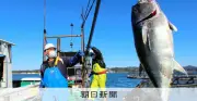 ふるさと納税の返礼品にクロマグロ1本、解体は受け取り側で 鹿児島・瀬戸内町