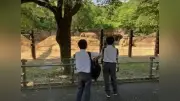 上野学園中1、上野動物園でフィールドワーク ゾウやクマを観察