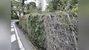 桂離宮「桂垣」存亡の危機、120年周期のはずが6年で開花枯死